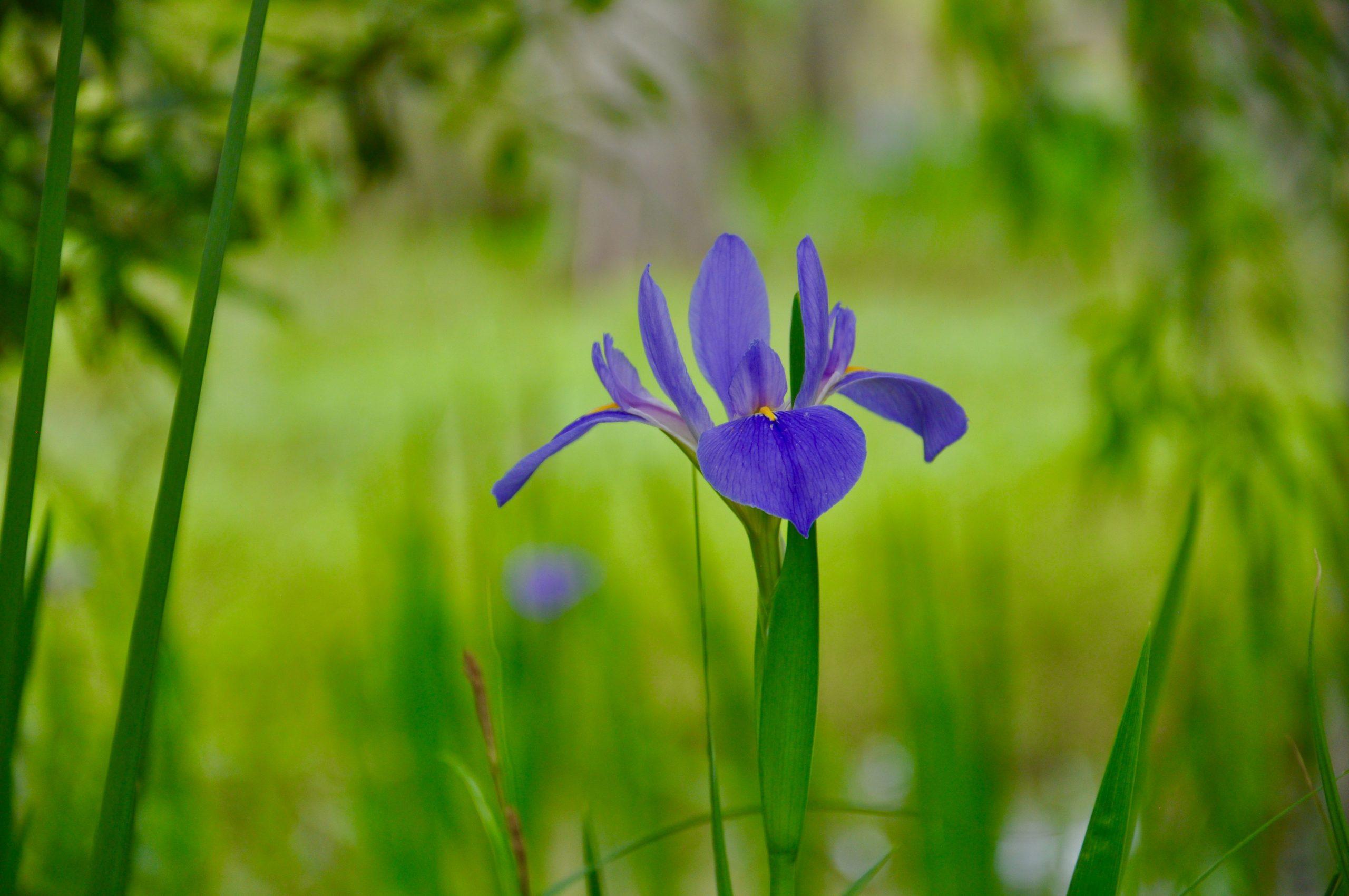 Louisiana Irises in Bloom